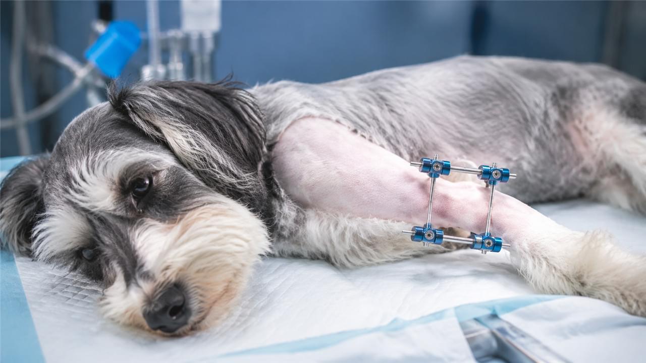 Small animal fracture repair using mini external fixator on dog leg bone showing veterinary orthopedic surgery technique